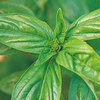 Basil Essential Oil