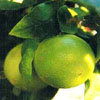 Bergamot  Oil