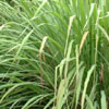 Lemongrass Essential Oil