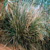 Vetiver Essential Oil