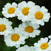 Roman chamomile Essential Oil