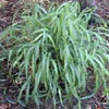 Citronella Grass