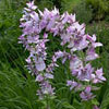 Clary Sage Flower