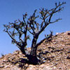 Frankincense Tree