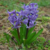 Hyacinth Flower