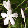 Jasmine Grandiflora