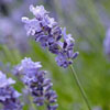 Lavender Essential Oil