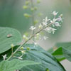 Patchouli flower