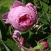 Rosa centifolia Rosa centifolia