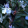 Rosemary Flower