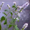 Spearmint Flower