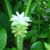 Turmeric Flower