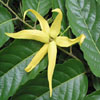 Ylang Ylang Flower