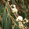 Eucalyptus radiata