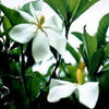 Gardenia Flower Gardenia Flower