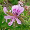 Geranium Flower