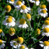 German Chamomile Flower