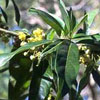 Litsea Cubeba plant