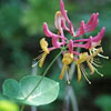 Honeysuckle Flower