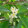 Neroli Flower