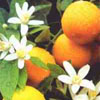 Neroli Essential Oil