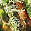 Lichen Picture Lichen Picture