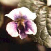 Sweet Violet Flowers Sweet Violet Flowers